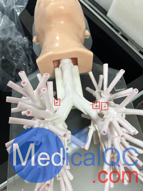 WEK-B05內(nèi)窺鏡支氣管模體，WEK-B05支氣管模型