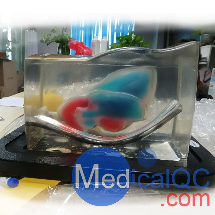 CAE Blue Phantom心臟回聲超聲訓練模體,BPH700心臟超聲訓練模體