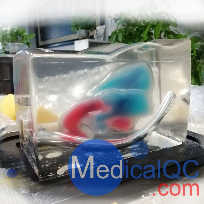 CAE Blue Phantom心臟回聲超聲訓練模體,BPH700心臟超聲訓練模體