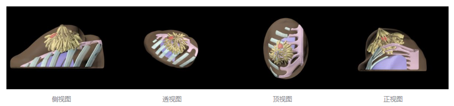 BT-A01乳房模體，BT-A01解剖乳房模體