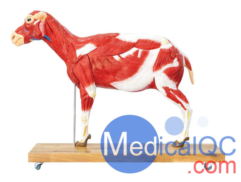 VET3310綿羊模型,VET3310綿羊模體，VET3310獸醫(yī)用模體