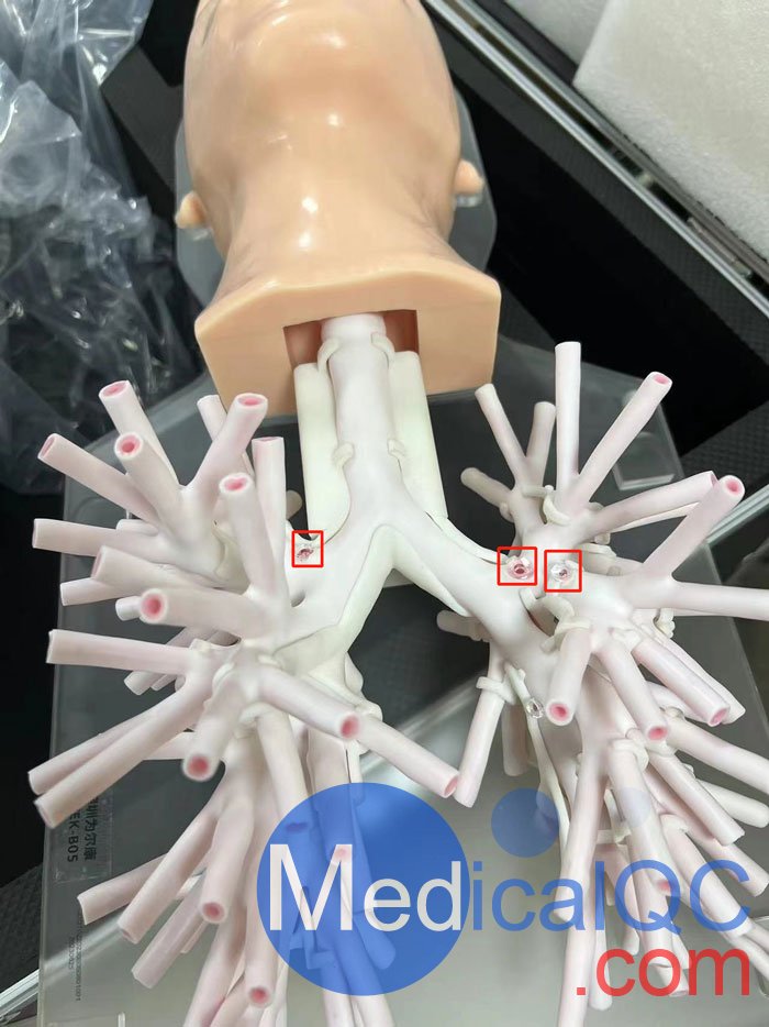 WEK-B05內(nèi)窺鏡支氣管模體，WEK-B05支氣管模型