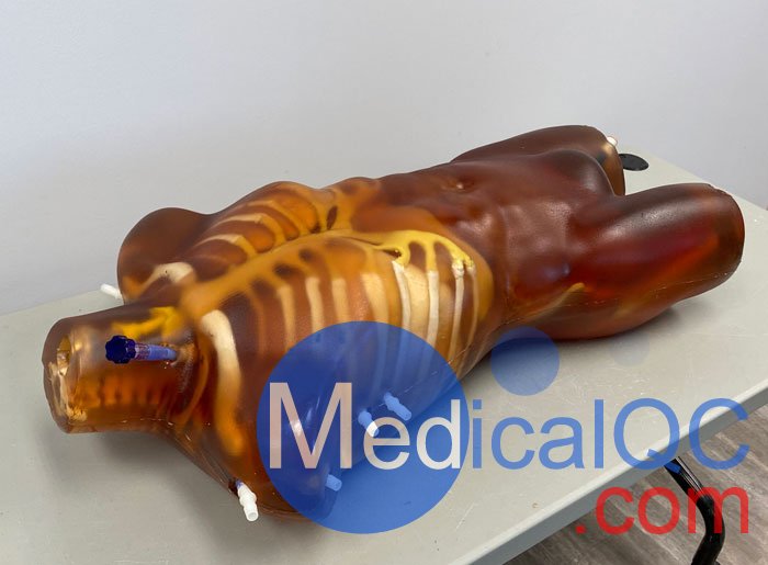 TO-A02成人軀干模體，TO-A02動(dòng)態(tài)心臟運(yùn)動(dòng)軀干模體