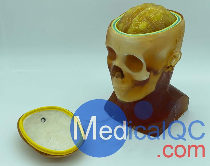 HD-C03成人頭模，HD-C03血管造影頭模，HD-C03頭部模體