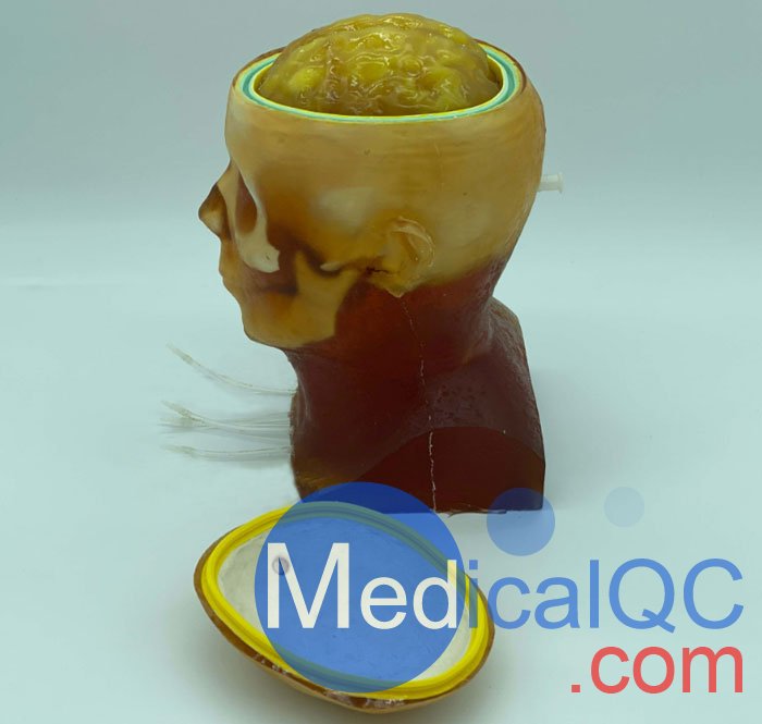 HD-C03成人頭模，HD-C03血管造影頭模，HD-C03頭部模體