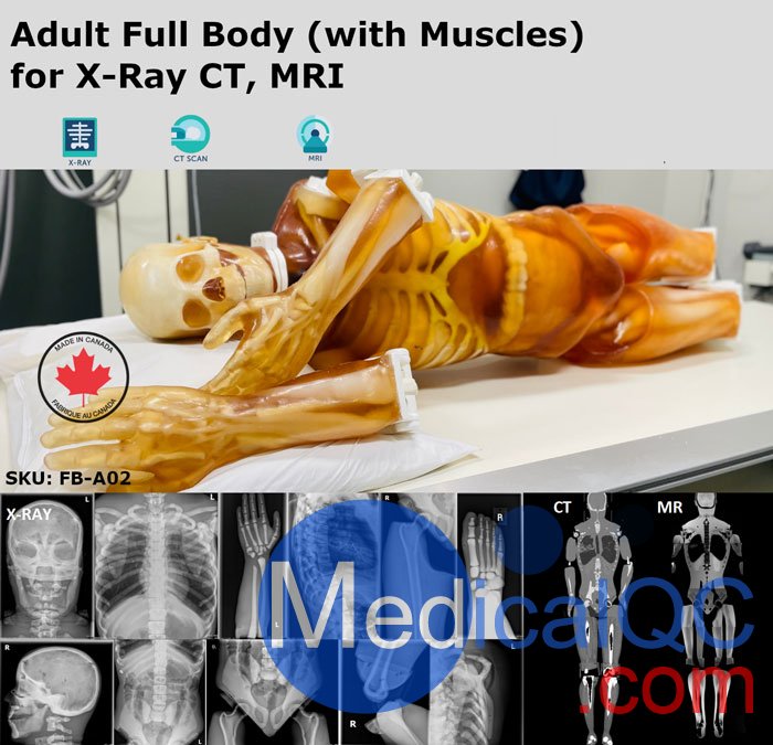 FB-A02成人全身模體,FB-A02全身CT模型，適用于X射線，CT,MRI