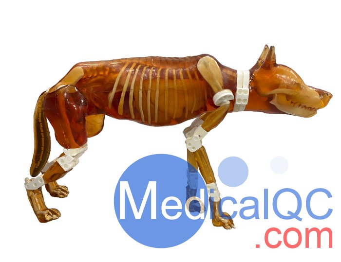 Dog Phantom，牧羊犬模體，牧羊犬模型