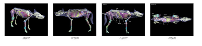 Dog Phantom，牧羊犬模體，模型設(shè)計圖
