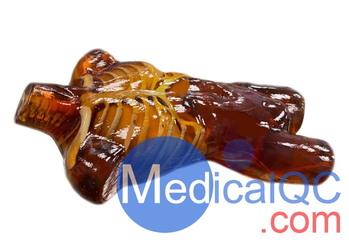 US-A02成人軀干模體，US-A02可用于超聲，CT,X射線成像