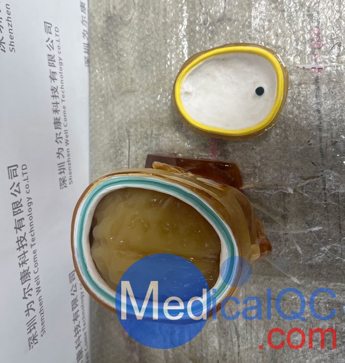 HD-C03成人頭模，HD-C03血管造影頭模，HD-C03頭部模體實拍圖